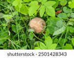 Rotten apples on the ground. Spoiled apple crop. Fruits infected with apple monilia fructigena.