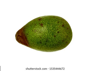 Rotten Avocado From The Fridge, Spoiled Fruits. Isolated On White Background. Drops Of Condensation On The Skin. Storage Violation. Green Berry.