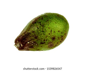 Rotten Avocado From The Fridge, Spoiled Fruits. Isolated On White Background. Drops Of Condensation On The Skin. Storage Violation. Green Berry.