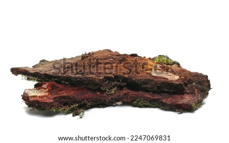 Rotten bark, wet branch isolated on white, side view