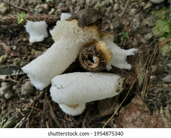 Stinkhorn Images Stock Photos Vectors Shutterstock Stinkhorn Images Stock Photos Vectors Shutterstock