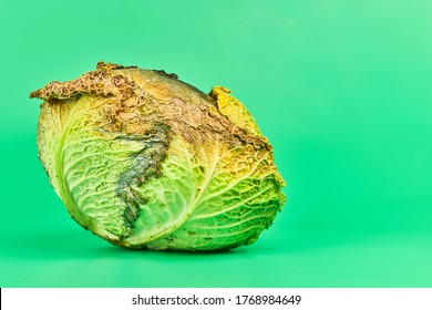 Rotten Cabbage, Green Background. Head Of Moldy Cabbage, Copy Space. Unsuitable Inedible Food For Cooking.