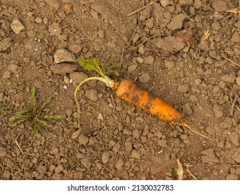 Rotten Carrot On The Ground