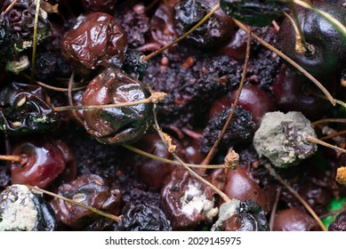 1,288 Rotten Cherries Images, Stock Photos & Vectors | Shutterstock