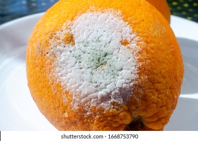 Rotten Citrus. Penicillium Mold On An Orange Fruit. Microscopic Fungi Producing Penicillin Antibiotic, Close-up View