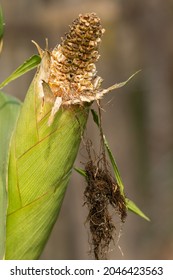 Rotten Corn Cob In Romania,2021