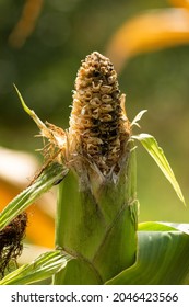 Rotten Corn Cob In Romania,2021