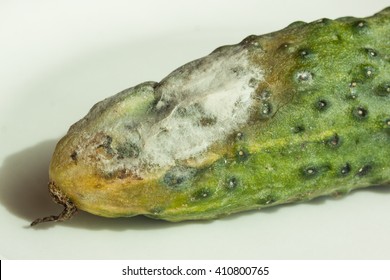 Rotten Cucumber.