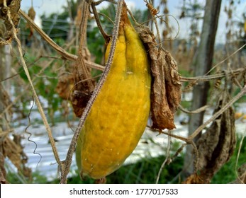 Rotten Cucumber With A Natural Background