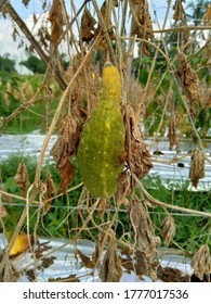 Rotten Cucumber With A Natural Background