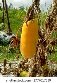 Rotten Cucumber With A Natural Background