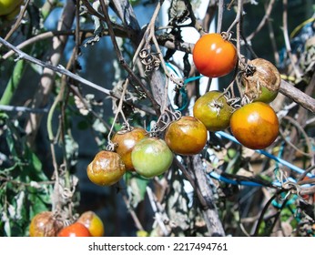 Rotten And Damaged Tomatoes On A Vine, Withered Plant. Crop Failure Due To Bad Weather