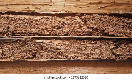 Rotten damaged wood is eaten by termites because termites prefer to consume wood than iron or 
Light steel construction system