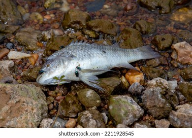 Rotten Dead Fish On The Shore Of The Lake With Flies.