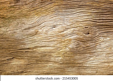 Rotten driftwood