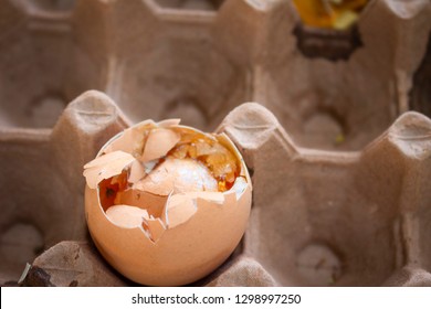  Rotten Egg Eggs