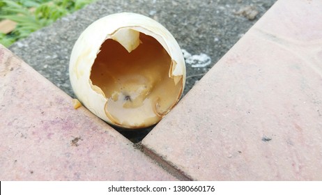 Rotten Egg Eggs