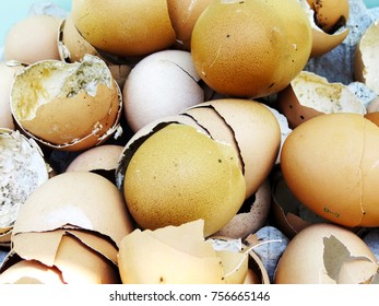 Rotten Eggs, Shell From Eggs