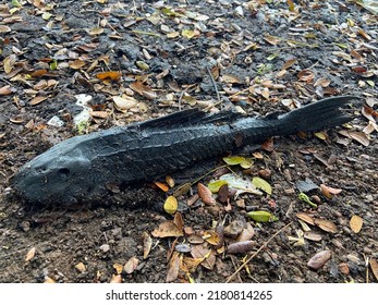 The Rotten Fish Carcass On The Lakeside