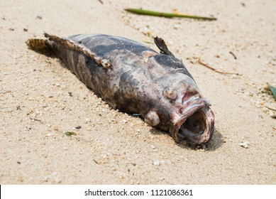 Rotten Fish Images, Stock Photos & Vectors 