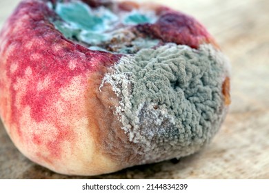 rotten food peach not fit for food, spoiled rotten peach in mold natural food