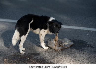 Rotten Food Scraps With Stray Dog.