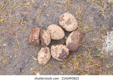 Rotten Frozen Potatoes Thrown To The Ground.