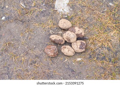 Rotten Frozen Potatoes Thrown To The Ground