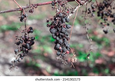 Rotten Grape On The Vine . Dried Rotten Berries