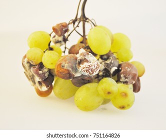 Rotten Grapes