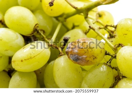 Rotten grapes on a white background. Close-up rotten grapes. rot inside concept