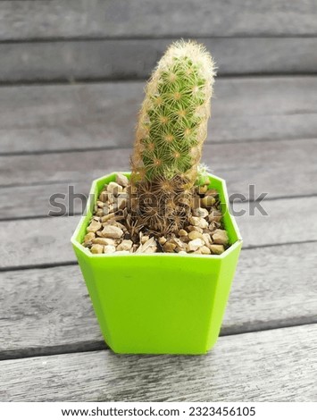 A rotten green cactus is in the green pot on the wood background - The rotten cactus image.