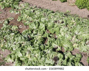 Rotten Green Lettuce In The Field