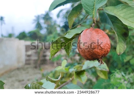 The rotten guava fruit with dry and rot on the branch of tree surrounding green leaves. agriculture and gardener concept. pest concept.