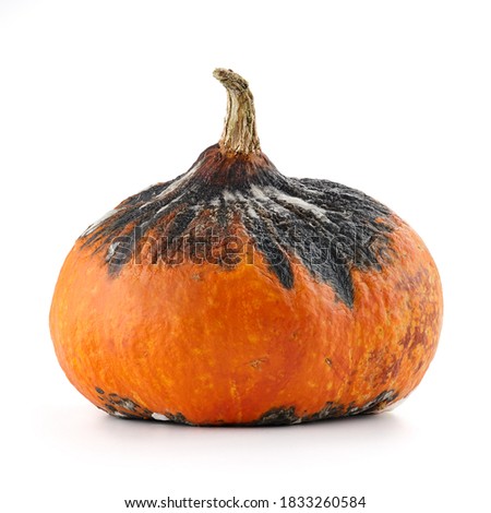 Rotten hokkaido pumpkin isolated on white background