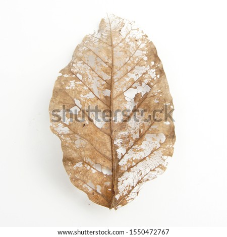 Rotten leaf. Artistic leaf veins isolated on white background.                               