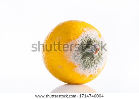 Rotten lemon on white background