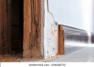 Rotten lumber inside wooden wall has been eaten by termites, house problem because of animal.