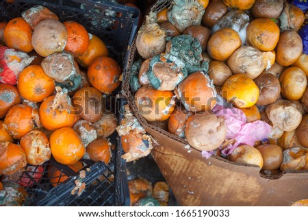 Rotten mandarin oranges on the landfill. Spoilt citrus products. Rotten tropical fruit. Pile of garbage.