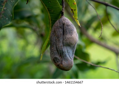 Rotten mango on the mango tree  - Shutterstock ID 1461154667