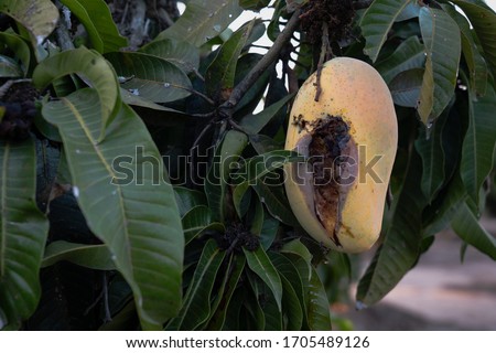 Rotten mango on mango tree. Mango damage by friut fly