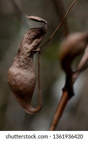 Rotten Nepenthes,Old Nepenthes Pot In Brown Color