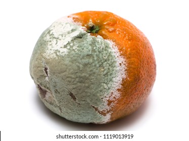 Rotten Orange Mold On White Background Stock Photo 1119013919 ...