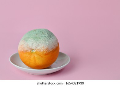 rotten orange. Rotten moldy orange in a plate on pink background. A photo of the growing mold. Food contamination, bad spoiled disgusting rotten fruit. food leftovers.Copy space.