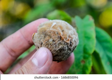 Rotten Peach In The Hands Of A Man. Spoiled Fruit