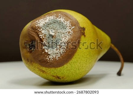 Rotten pear covered with mold. Process of spoiling the fruits. Rotting fruits. Overripe and rotten pear, covered with mold and fungus, close-up on black background
