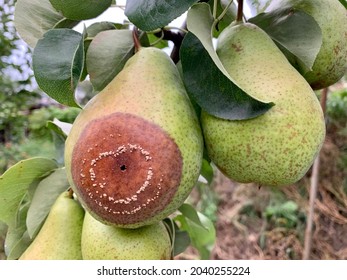 Rotten Pear On A Fruit Tree. Pear Disease. Plant Disease.