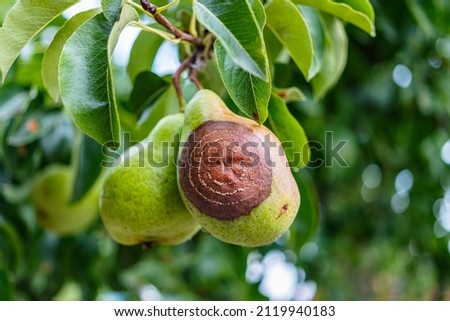 Rotten Pear on the fruit tree, Monilia laxa - Monilinia laxainfestation, plant disease. The lost harvest of pears on the tree. Fruit plant disease. Farming