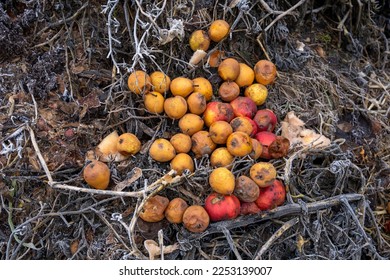 Rotten pears and apples in compost pile - Shutterstock ID 2253139007