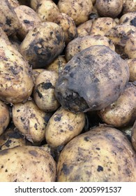 Rotten Potato In A Box In A Supermarket Among Fresh Potatoes